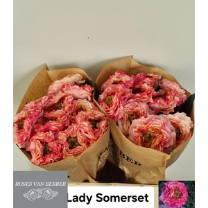 R GR LADY SOMERSET