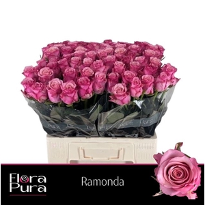 R GR RAMONDA