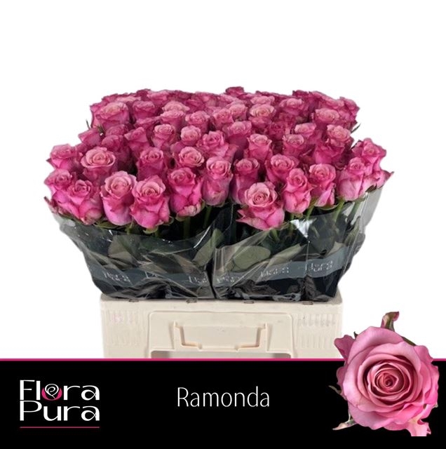 <h4>R GR RAMONDA</h4>