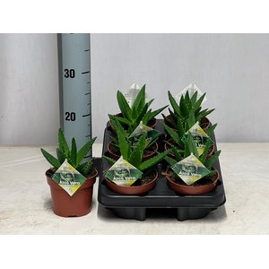 ALOE PERFOLIATA