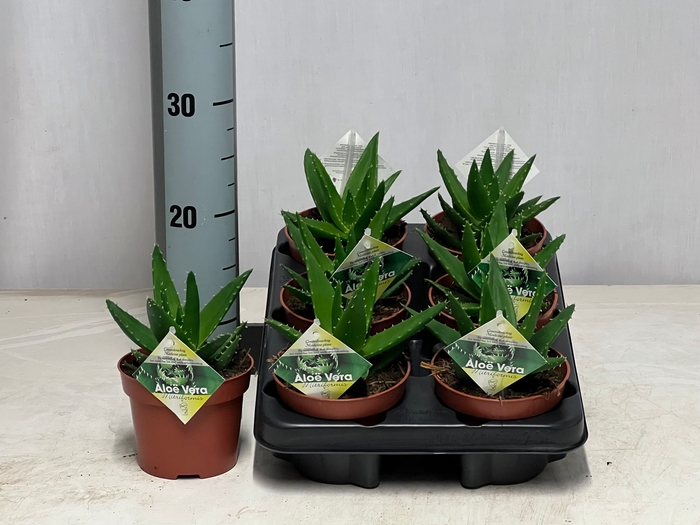 <h4>ALOE PERFOLIATA</h4>
