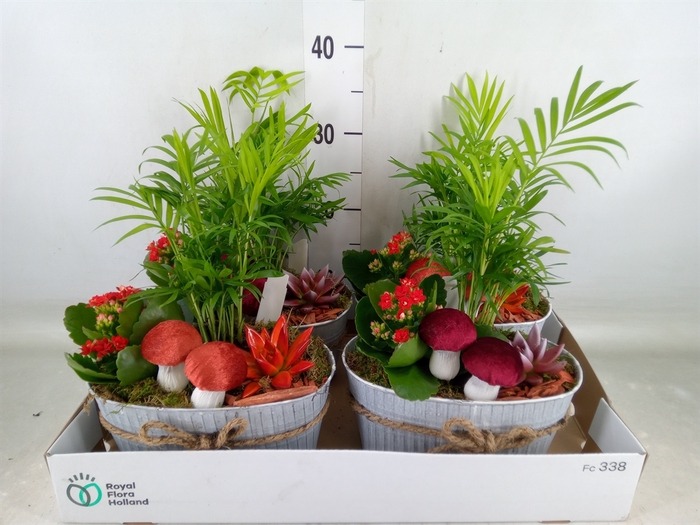 <h4>Arr.   Planten L%</h4>