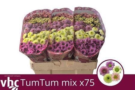 <h4>Chr S Gem Tum Tum</h4>