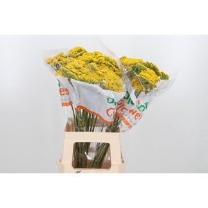 Achillea Park Variety