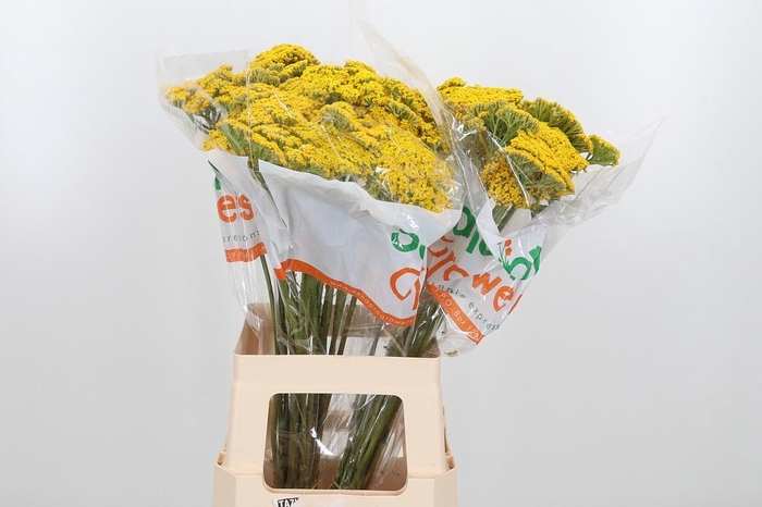 <h4>Achillea Park Variety</h4>