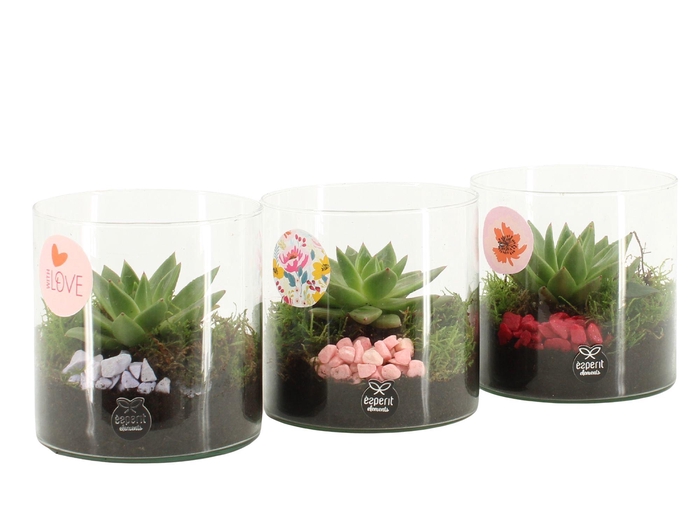 <h4>21872: Lovess arrangement</h4>