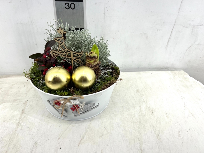 <h4>ARR HIPPEASTRUM</h4>