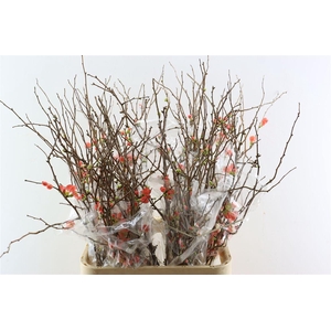 Chaenomeles X Superba Ca.100/110cm