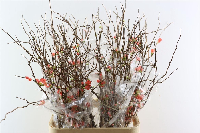 <h4>Chaenomeles X Superba Ca.100/110cm</h4>