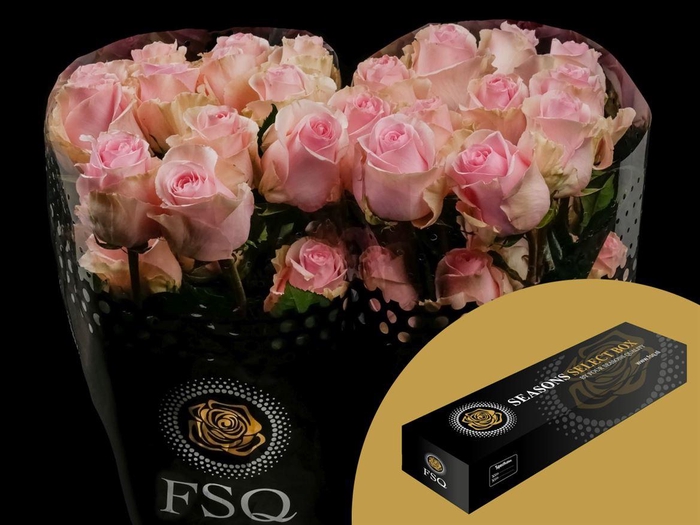 <h4>R GR Duchesse Box</h4>