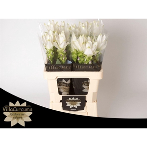 Curcuma Al Siam Shine