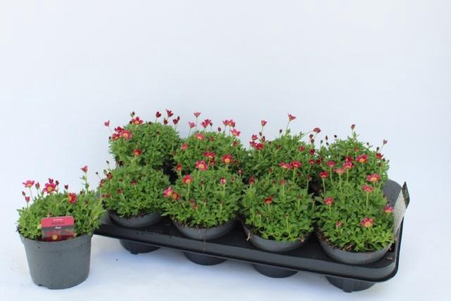 <h4>SAXIF AR PETER PAN</h4>