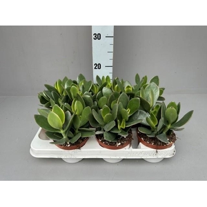 CRASSULA OVATA JADE