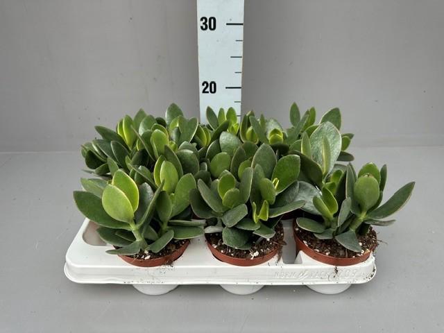 <h4>CRASSULA OVATA JADE</h4>