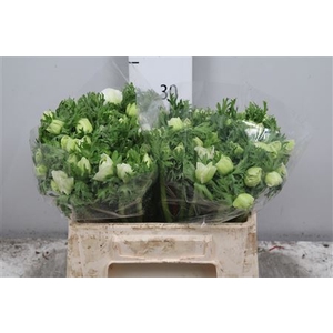 Anem Co Mar White