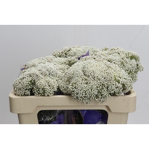 Ozothamnus Cooks Snow White