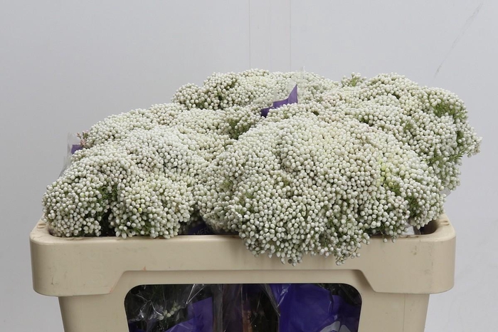 Ozothamnus Cooks Snow White