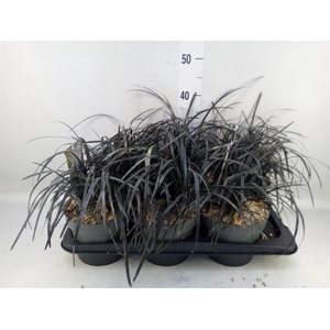 Ophiopogon planiscapus 'Niger'