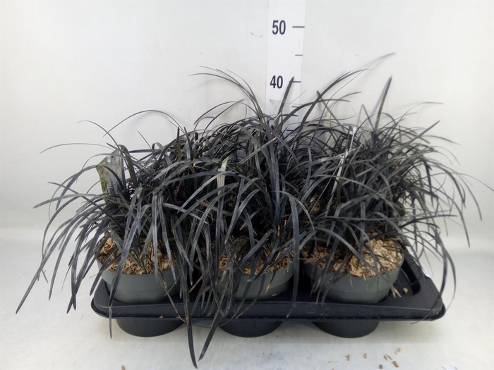 <h4>Ophiopogon planiscapus 'Niger'</h4>