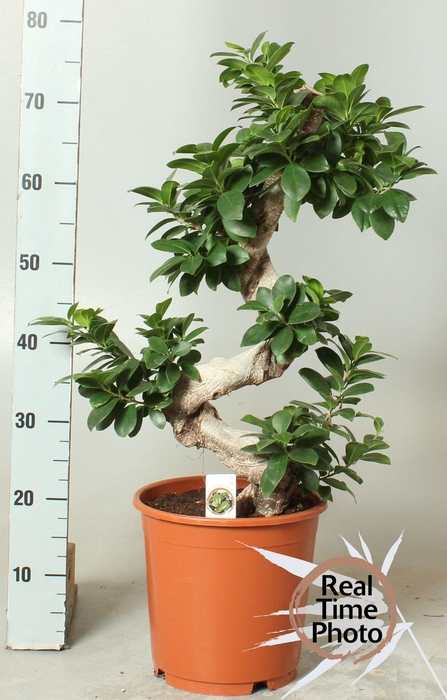 <h4>FIC MI GINSENG</h4>