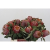 Banksia Coccinea