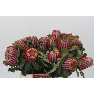 Banksia Coccinea