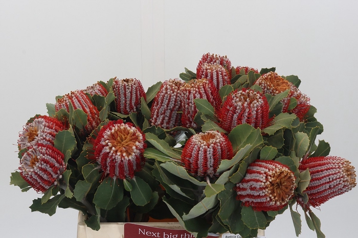 <h4>Banksia Coccinea</h4>
