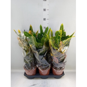 Codiaeum var. GR 'Excellent'