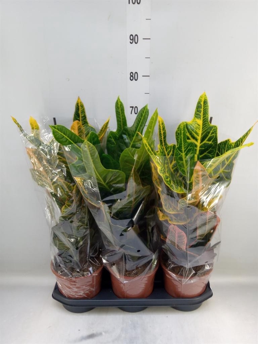 <h4>Codiaeum var. GR 'Excellent'</h4>