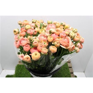 Ranunculus Elegance Salmon