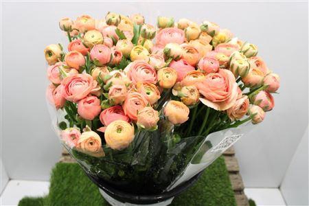 <h4>Ranunculus Elegance Salmon</h4>