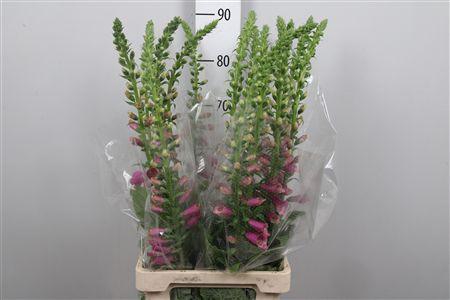 <h4>Digi Camelot Rose</h4>