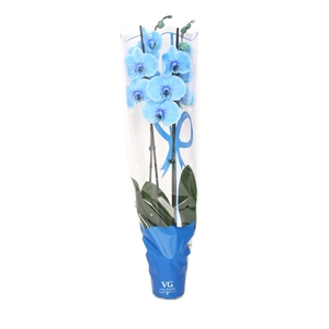 Phal I Am Blue 2T14+ in Blauwe sierhoes