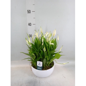 Spathiphyllum  'Pearl Cupido'