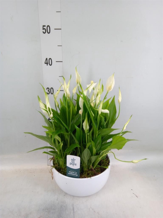 <h4>Spathiphyllum  'Pearl Cupido'</h4>