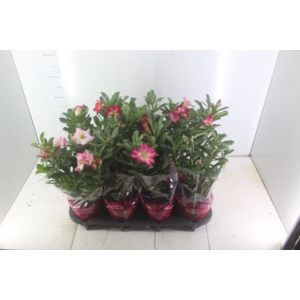 ROSA DO DESERTO P15 COM FLOR