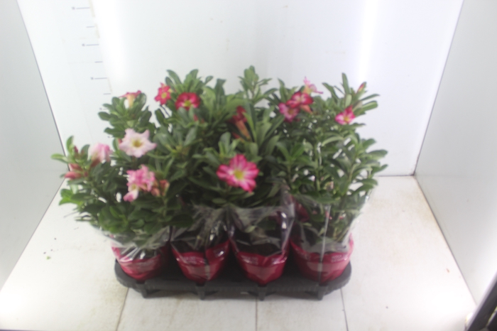 <h4>ROSA DO DESERTO P15 COM FLOR</h4>