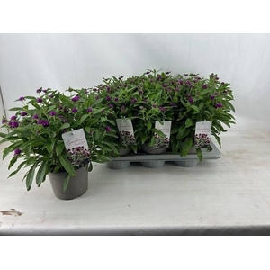 GOMPH GL PURPLE DOTS
