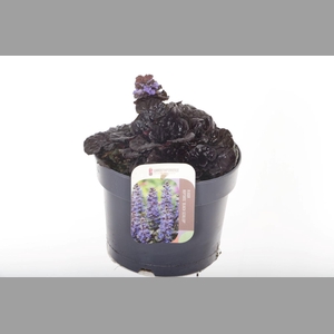 AJUGA REPT
