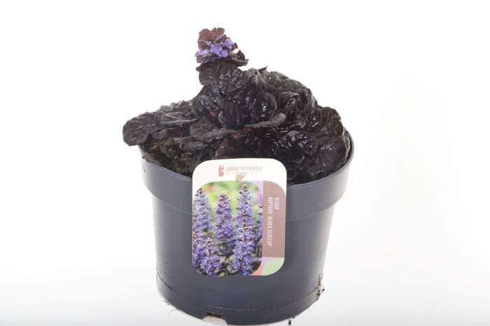 <h4>AJUGA REPT</h4>