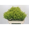 Solidago Tara Gold Buiten