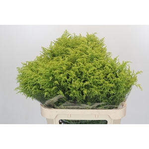 Solidago Tara Gold Buiten
