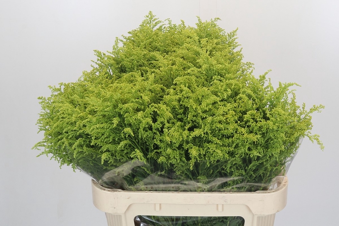 <h4>Solidago Tara Gold Buiten</h4>