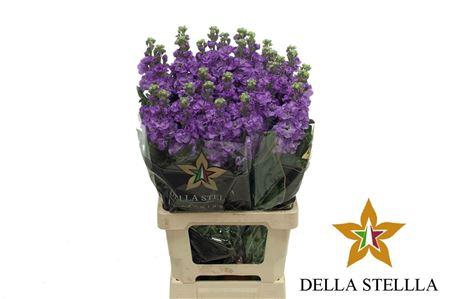 <h4>Matth Iron Purple</h4>