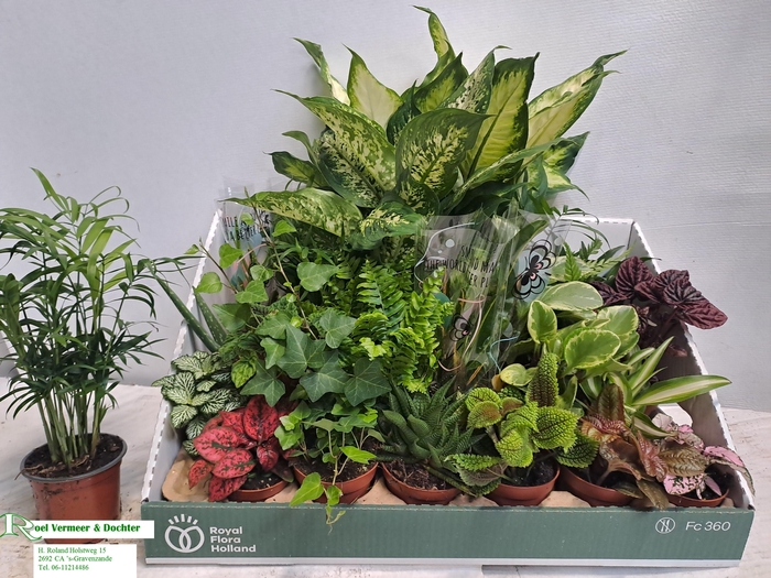 <h4>KAMERPL GEM OV</h4>