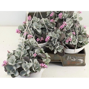 KALANCHOE PUMILA