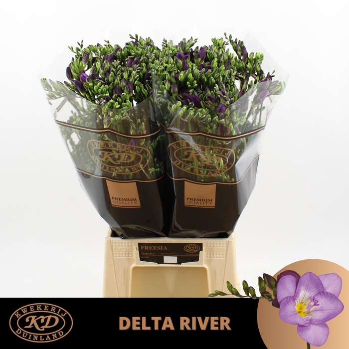 <h4>Freesia enk Delta River</h4>