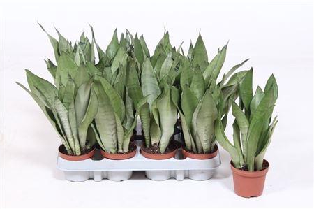 <h4>Sans Tri Moonshine</h4>