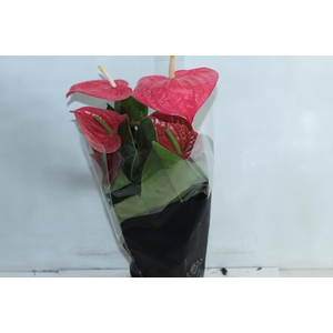 ANTHURIUM CALIFORNIA P17 ROSA PREMIUM