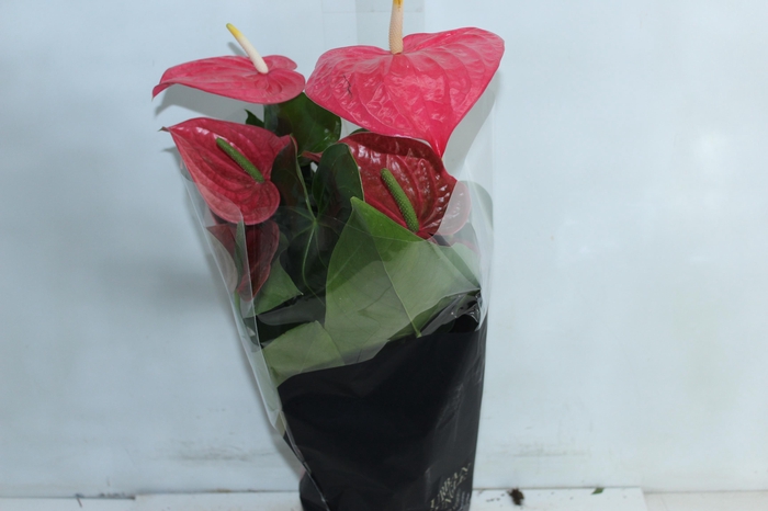 <h4>ANTHURIUM CALIFORNIA P17 ROSA PREMIUM</h4>